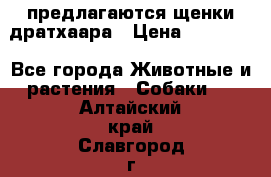 предлагаются щенки дратхаара › Цена ­ 20 000 - Все города Животные и растения » Собаки   . Алтайский край,Славгород г.